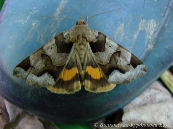 Chrysorithrum amatum (Bremer et Grey)  Совка амата